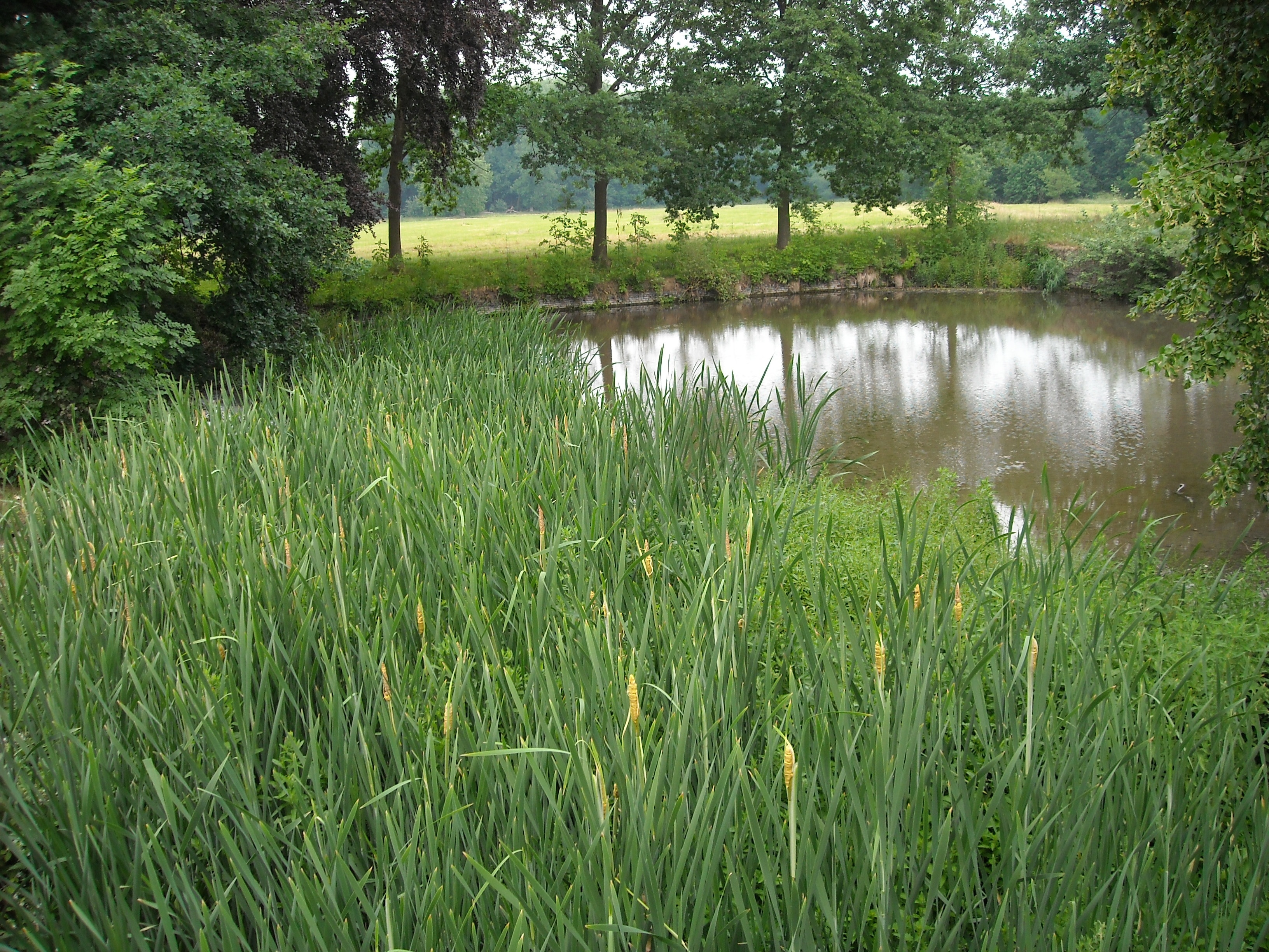 The grass near. Зеленый пруд. Трава у пруда. Зеленый пруд Бианки. Ремакор зеленый пруд.