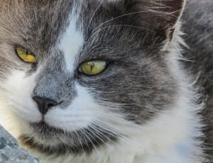 white and grey medium coat cat thumbnail