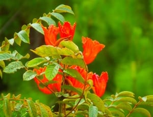 red and orange bell flower thumbnail