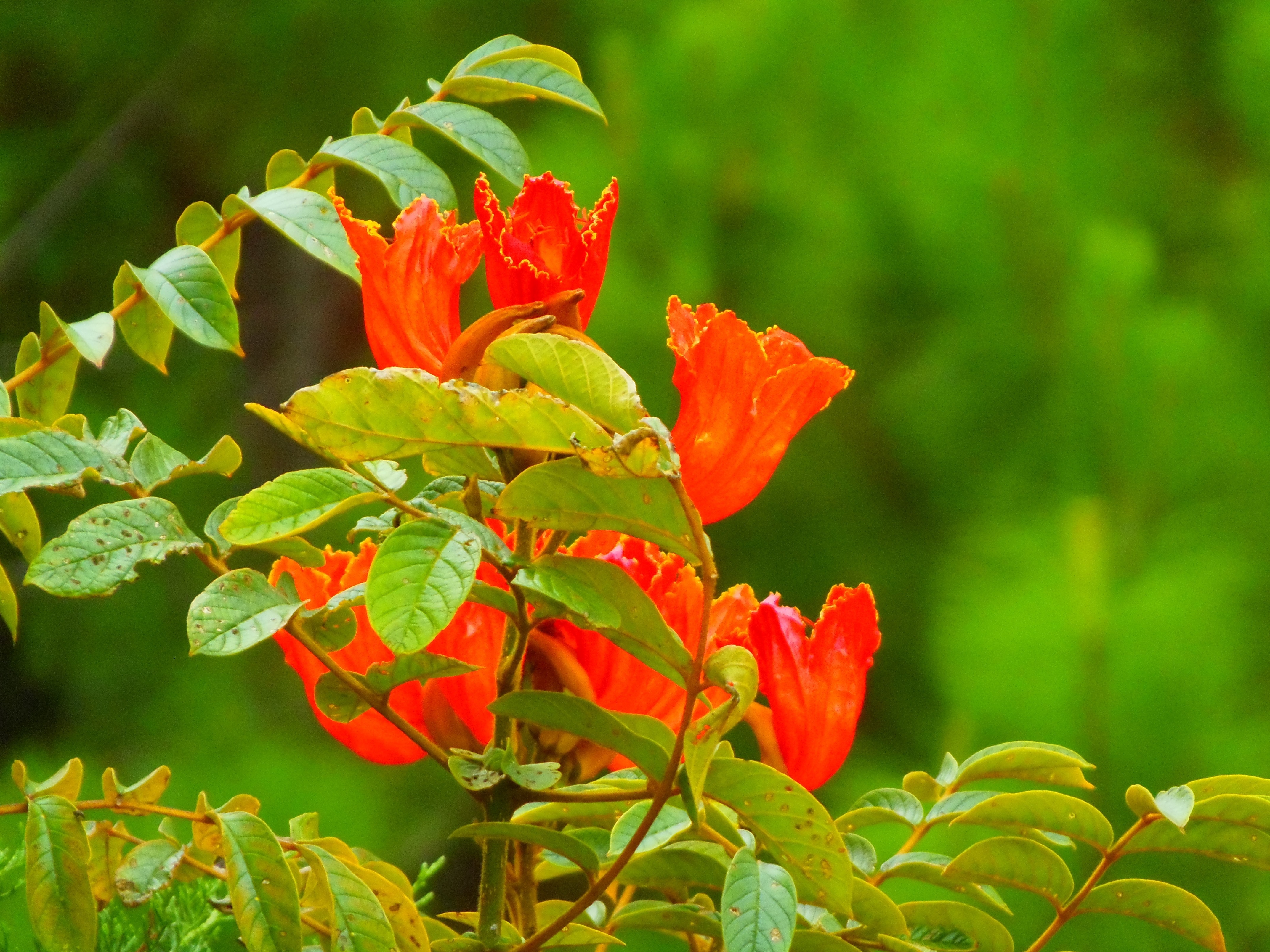 red and orange bell flower