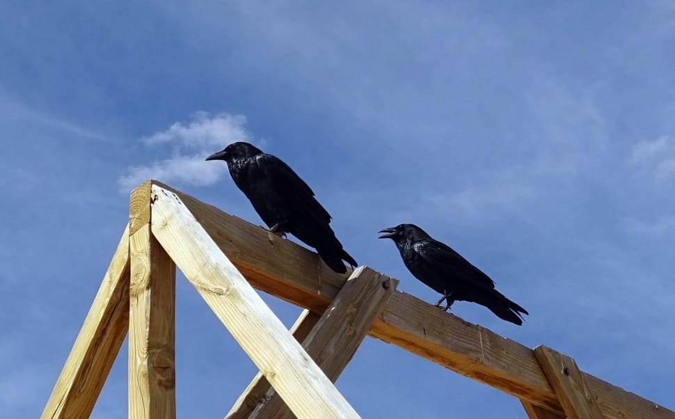 two black medium birds preview