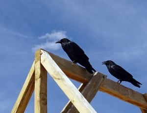 two black medium birds thumbnail