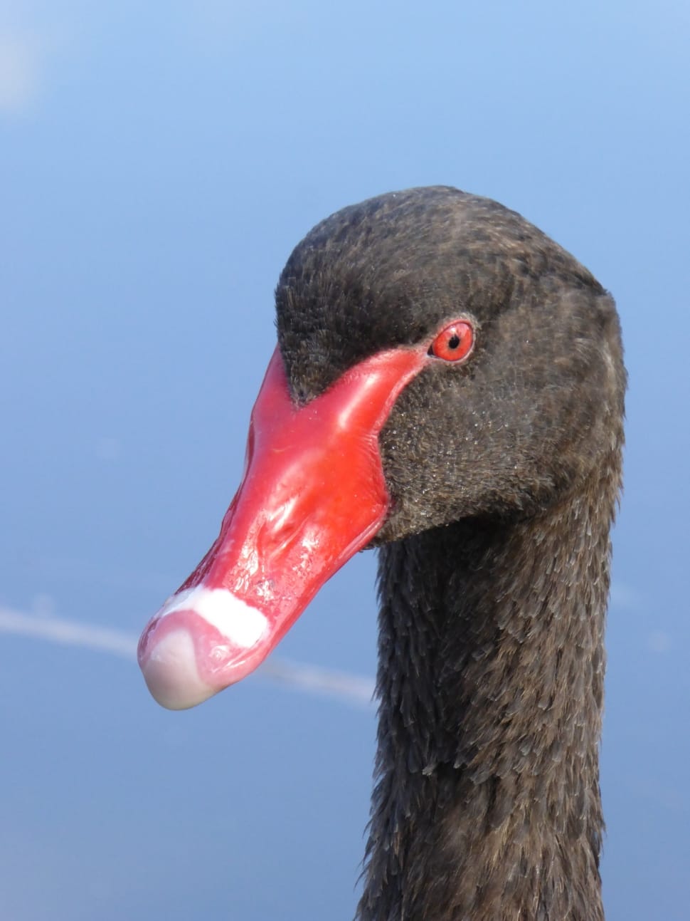 Headshot, Swan, Black, one animal, bird preview