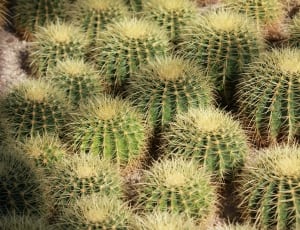 cactus lot thumbnail