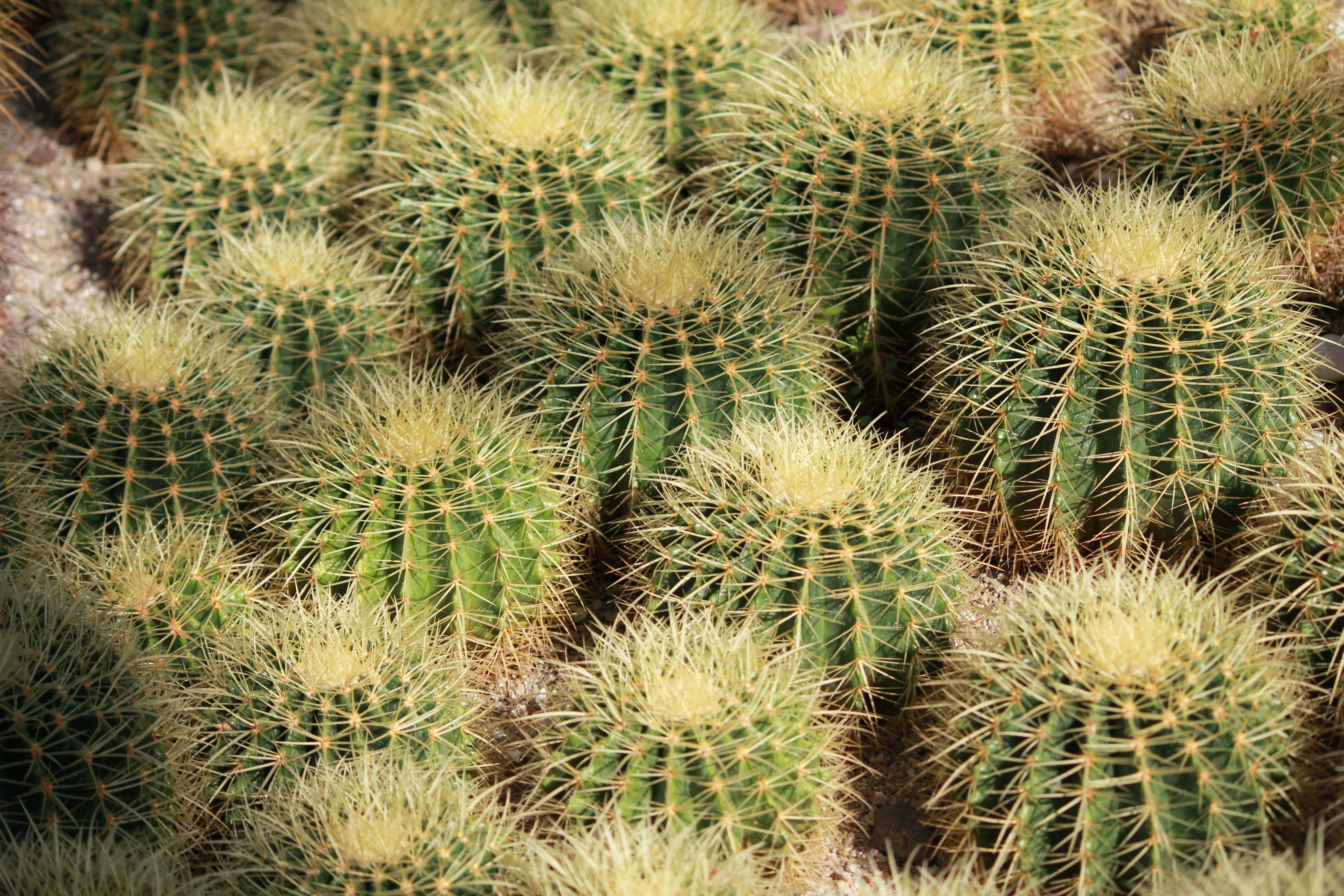 cactus lot