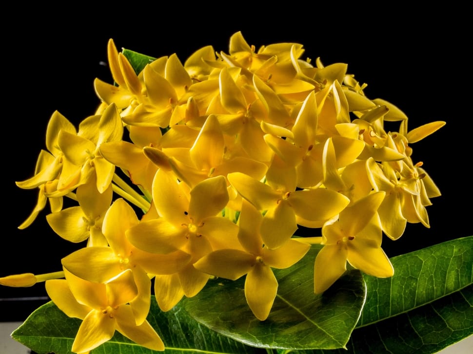 yellow ixora preview