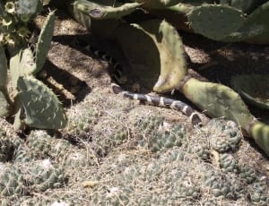 green cactus and brown white snake thumbnail