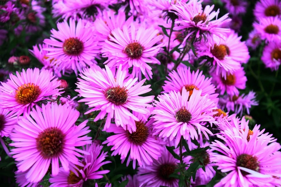 purple petal flower lot preview