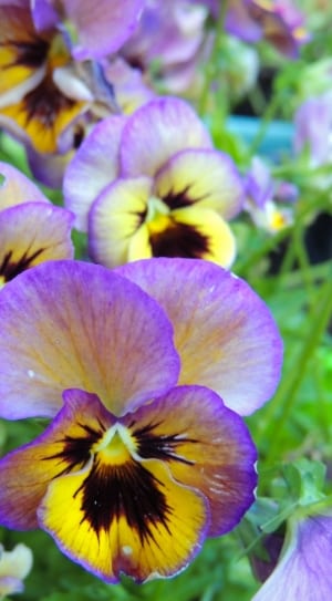 purple and yellow orchid flower thumbnail