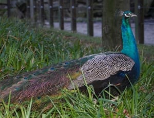 blue and black peacock thumbnail