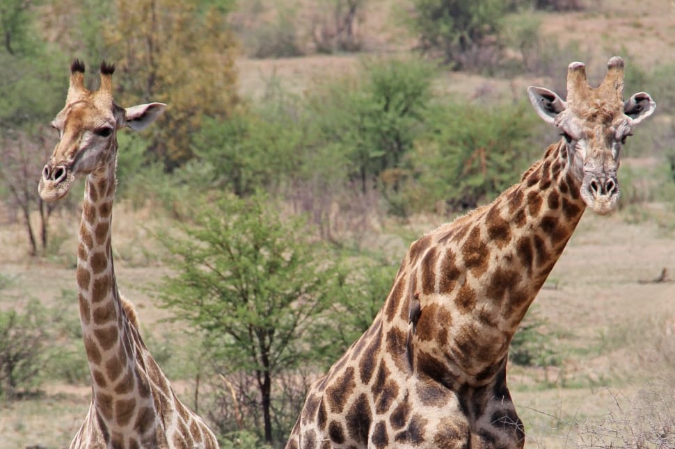 2 giraffes preview