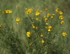 yellow petaled flower field thumbnail