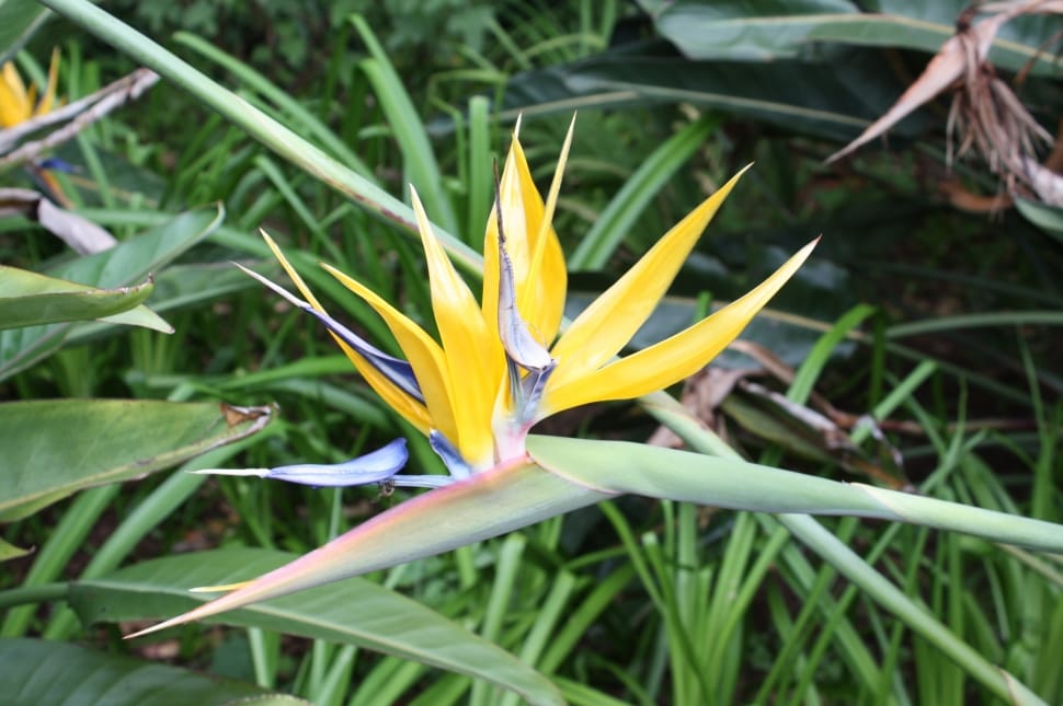 yellow birds of paradise flower preview