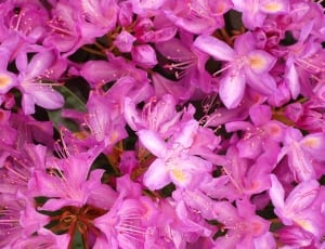 pink petaled flower  lot thumbnail