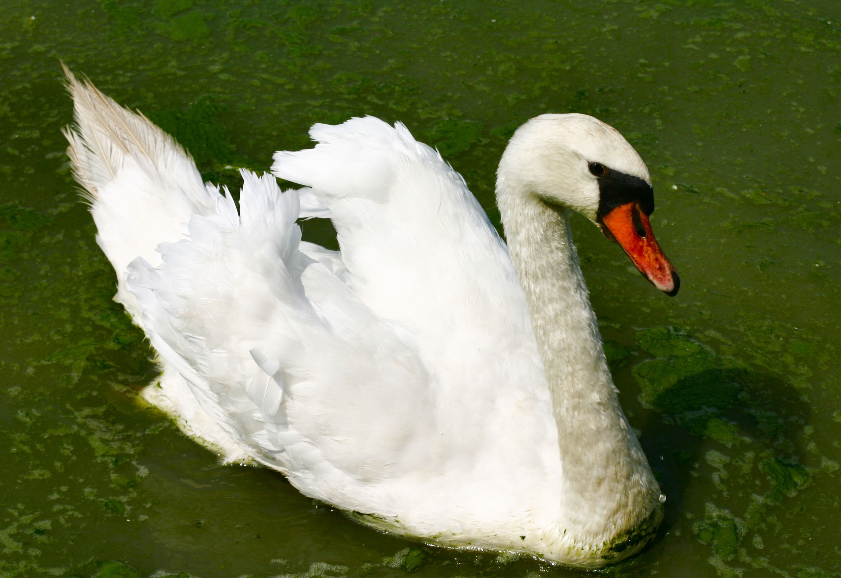 white mallard duck