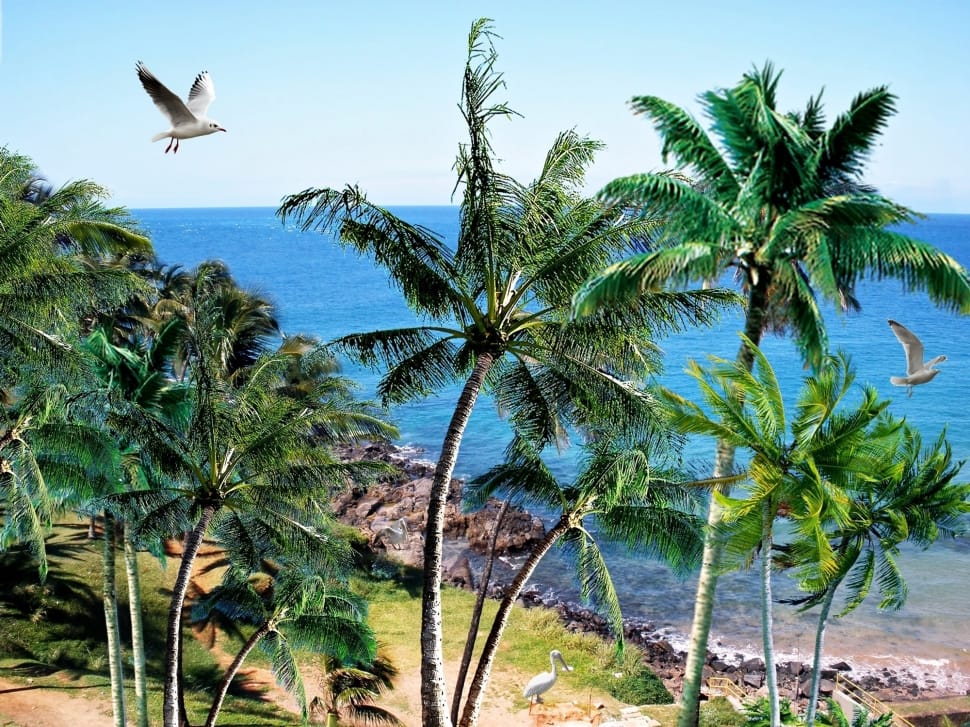 tropical island picture preview
