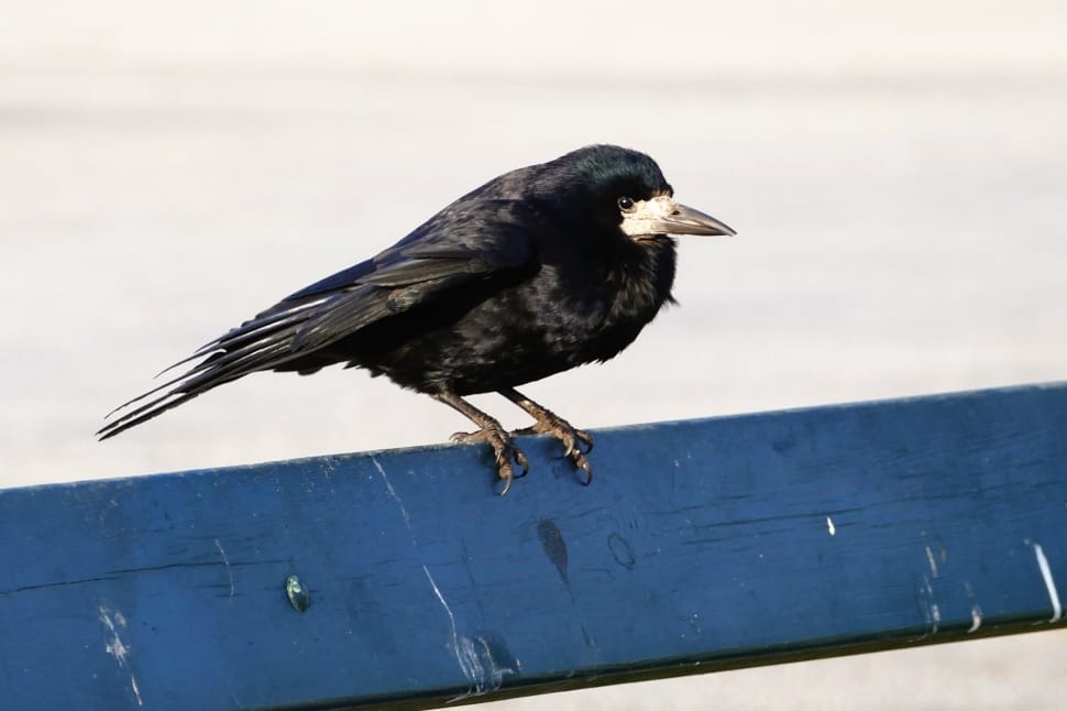 black pointed beak bird preview