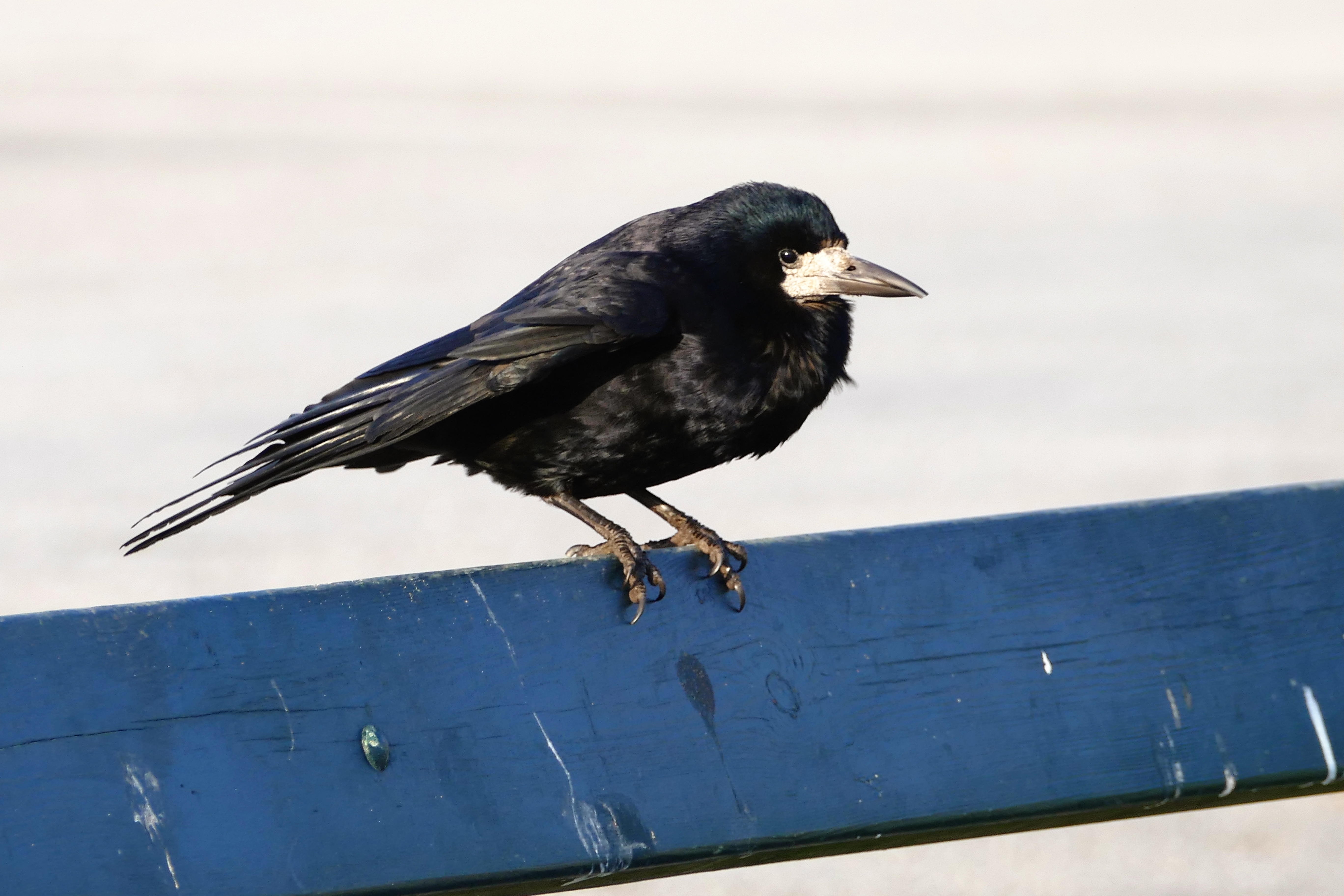 black pointed beak bird