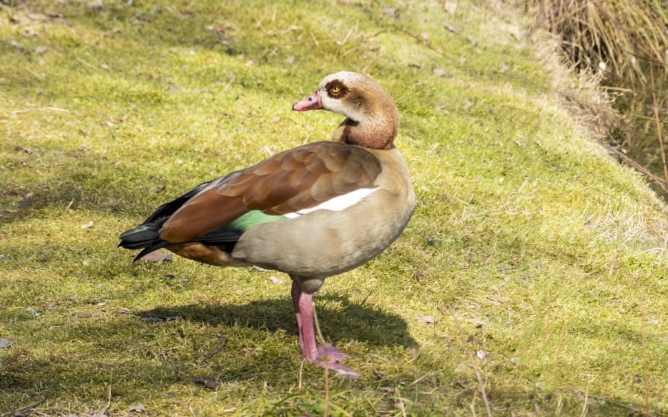 brown white gray duck preview