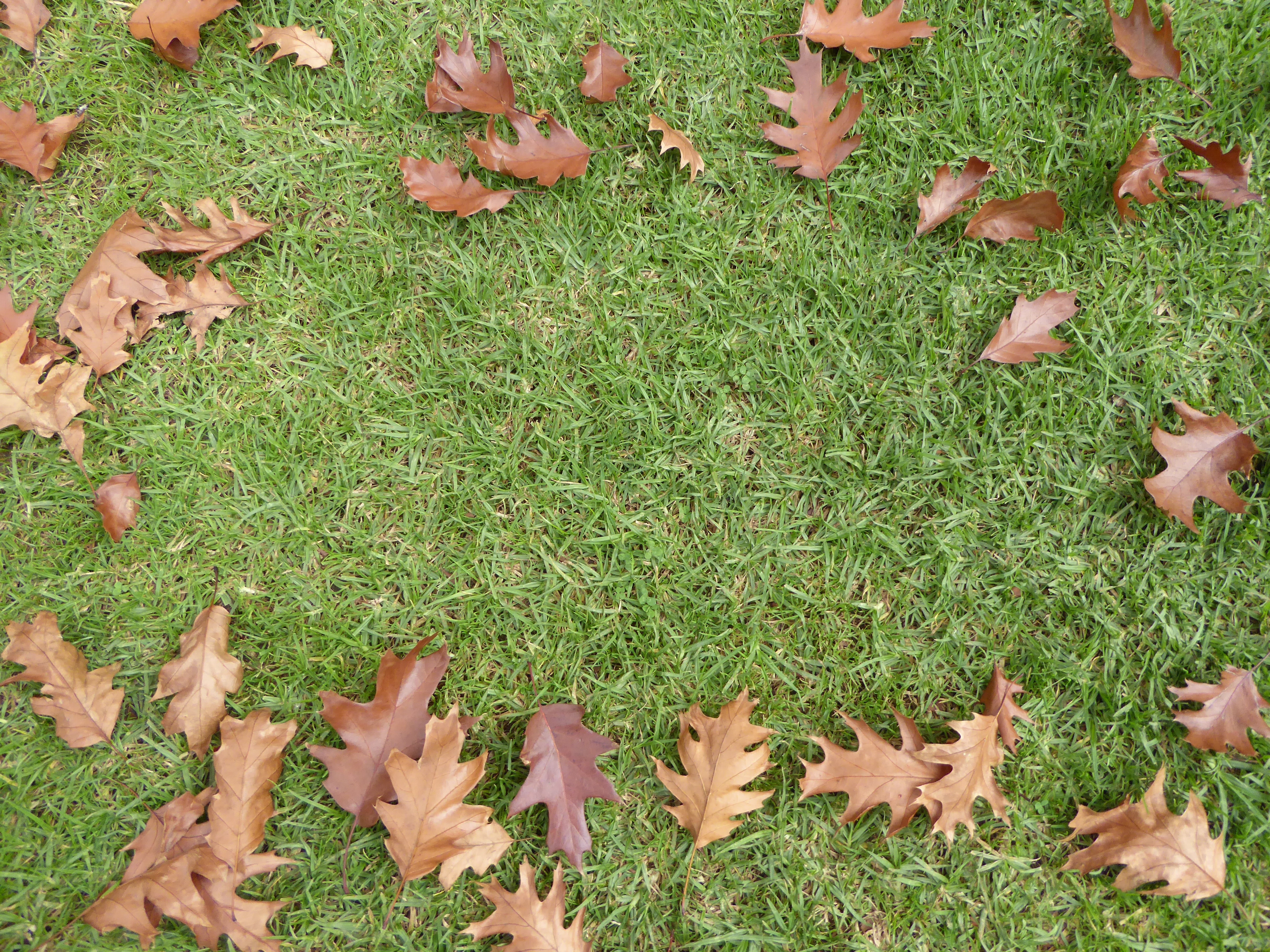 brown maple leaves