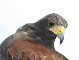 black and brown bald eagle thumbnail