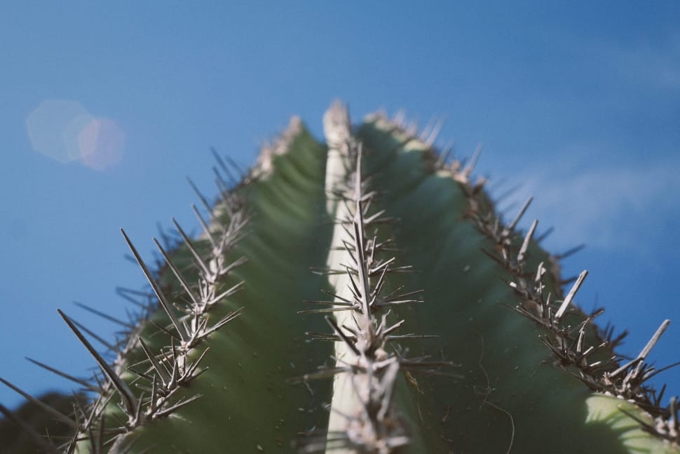 person takes picture of cactus thorns preview