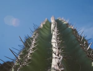 person takes picture of cactus thorns thumbnail