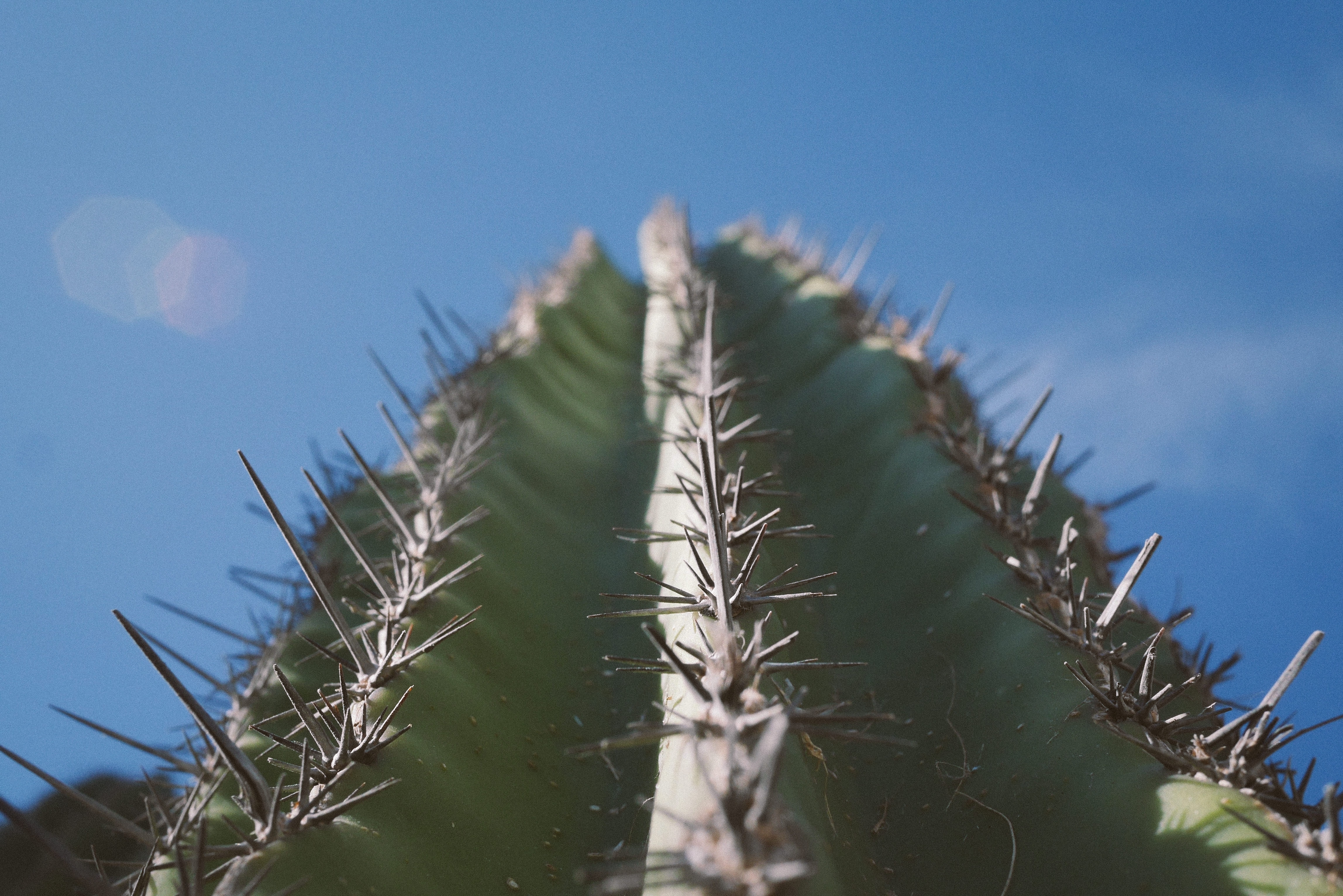 person takes picture of cactus thorns