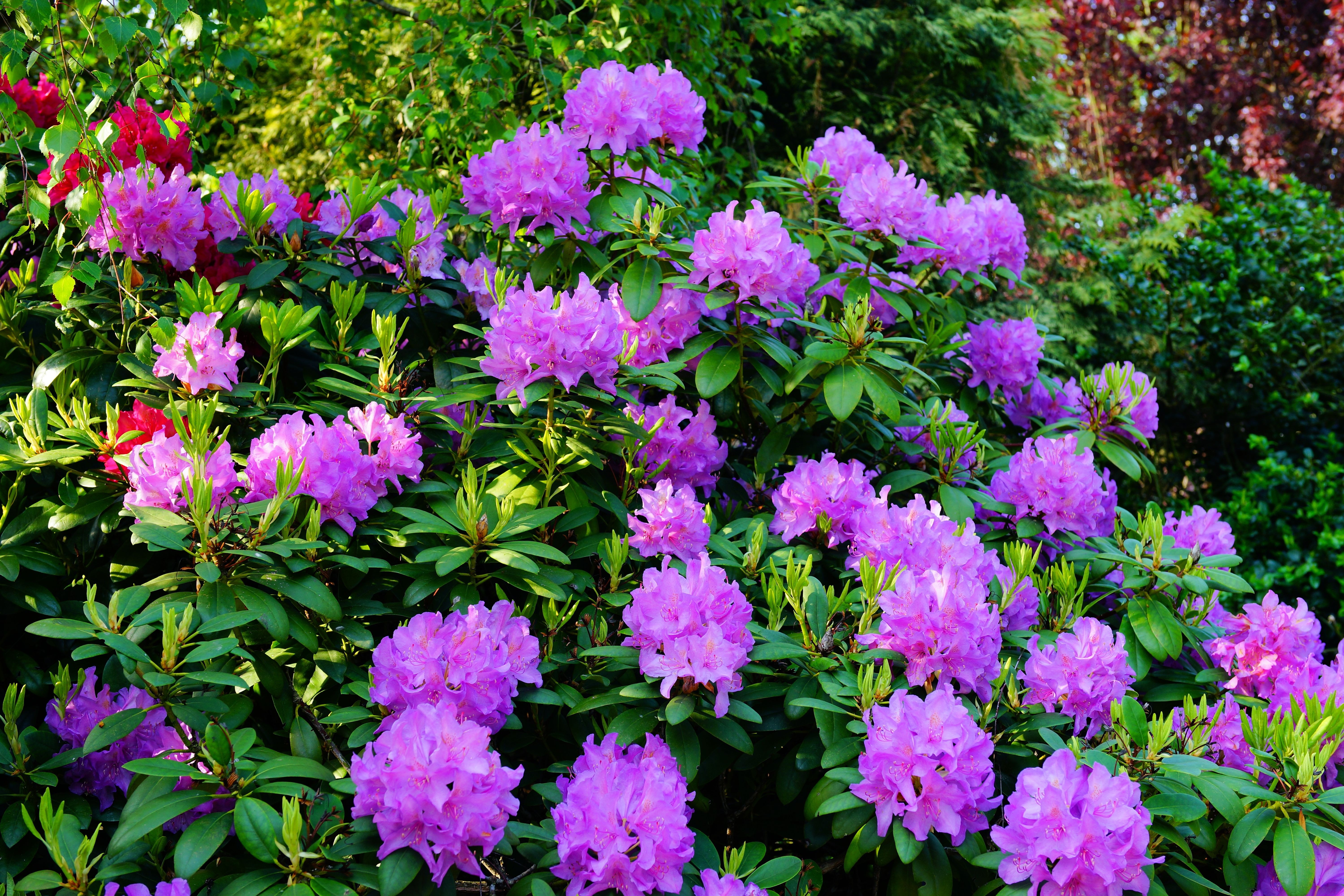 purple multi petaled flowers