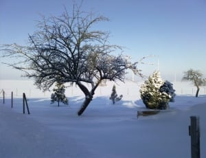 photo of snow season and trees thumbnail