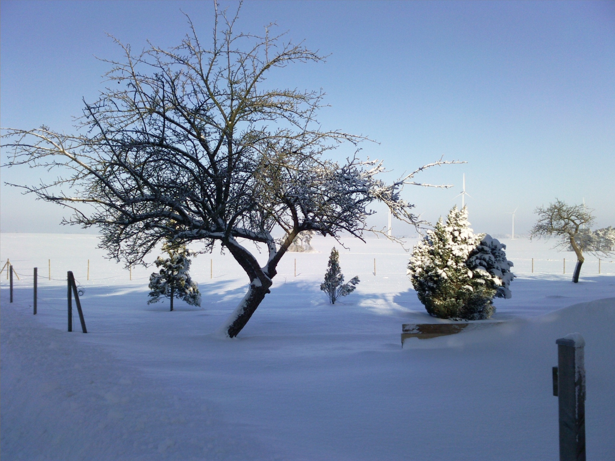 photo of snow season and trees