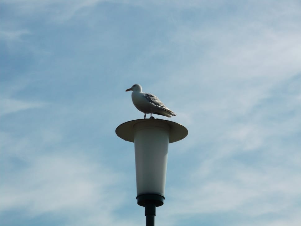 black billed gull preview