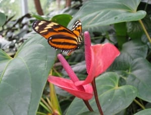red and orange longwing butterfly on red plant thumbnail