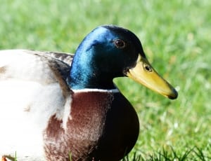 brown and blue mallard duck thumbnail