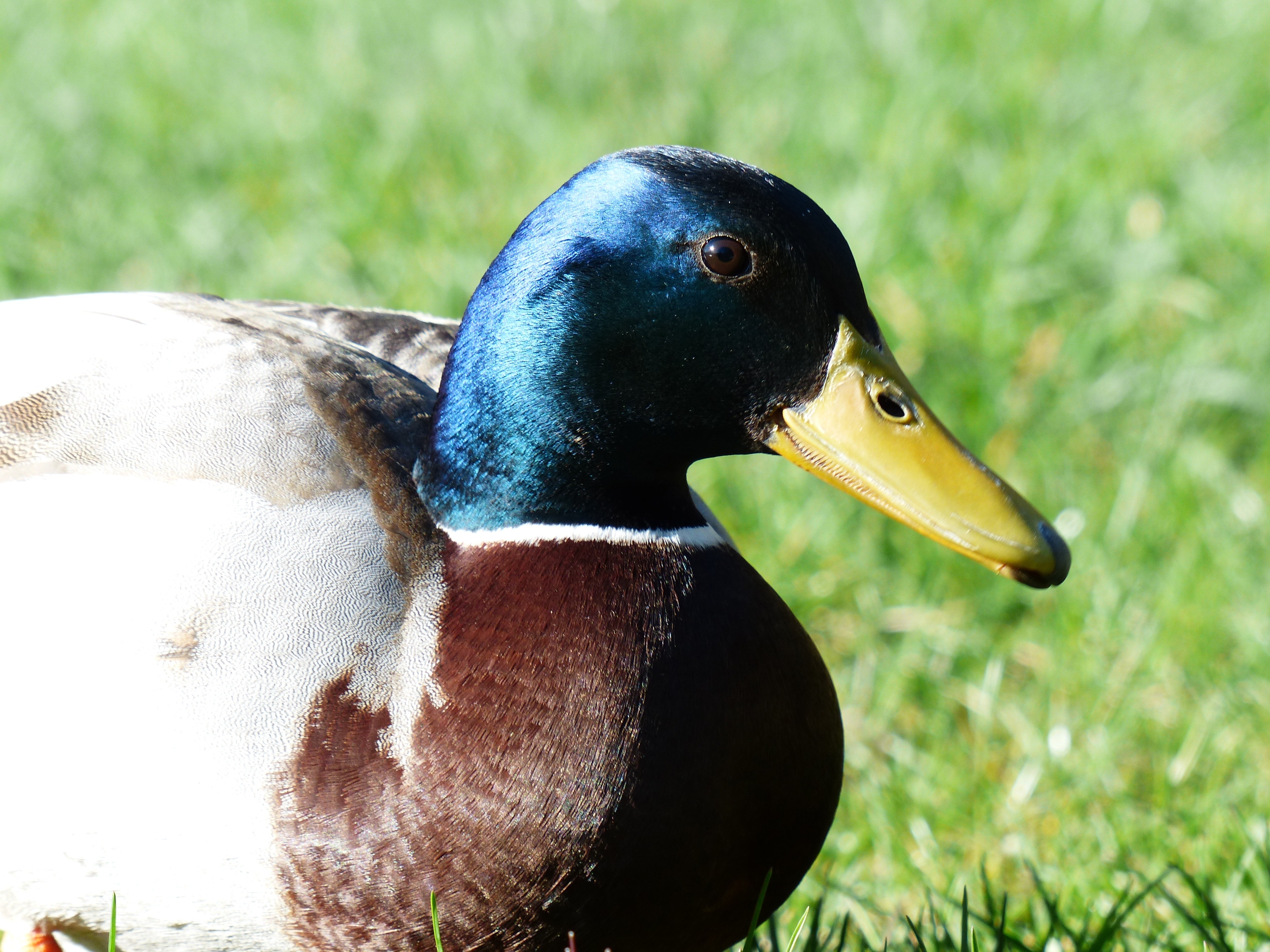 brown and blue mallard duck