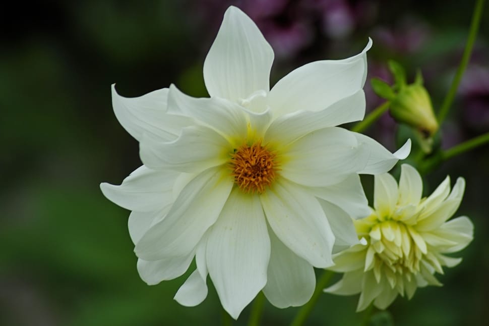white and yellow flower preview