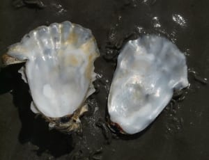 white clam shell thumbnail
