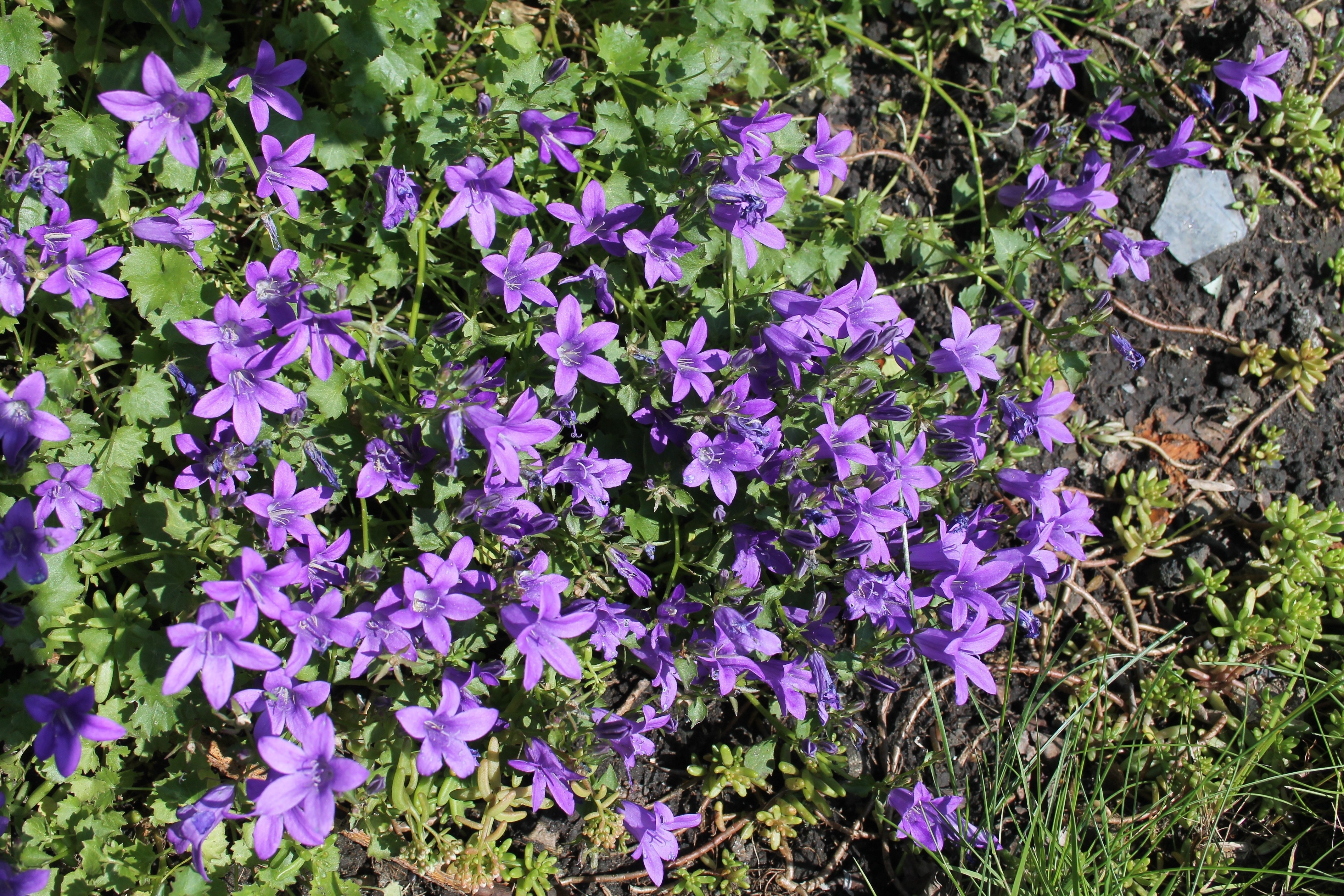 purple petal flowers