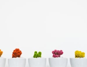 five assorted cactus plants on white ceramic vases thumbnail