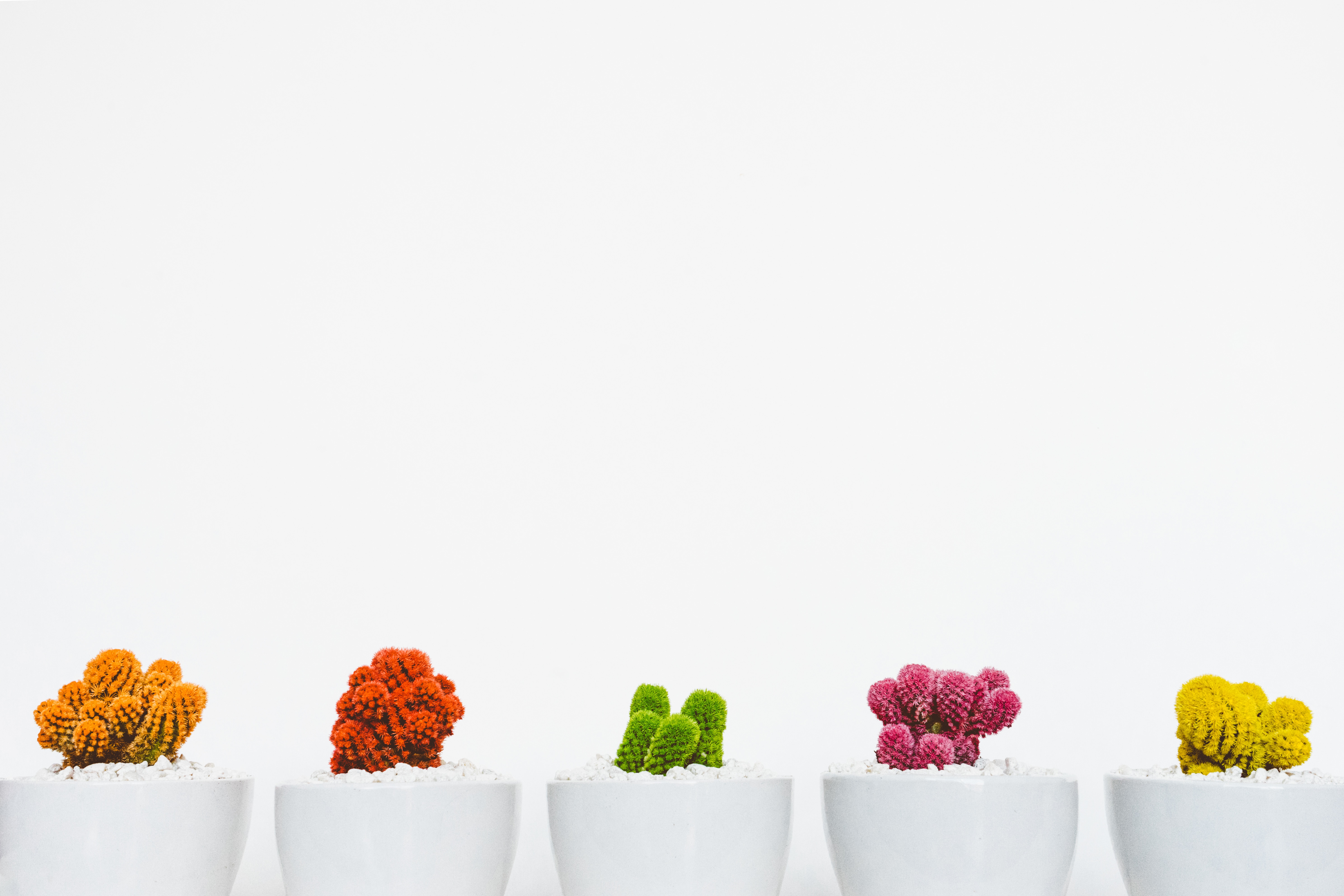 five assorted cactus plants on white ceramic vases