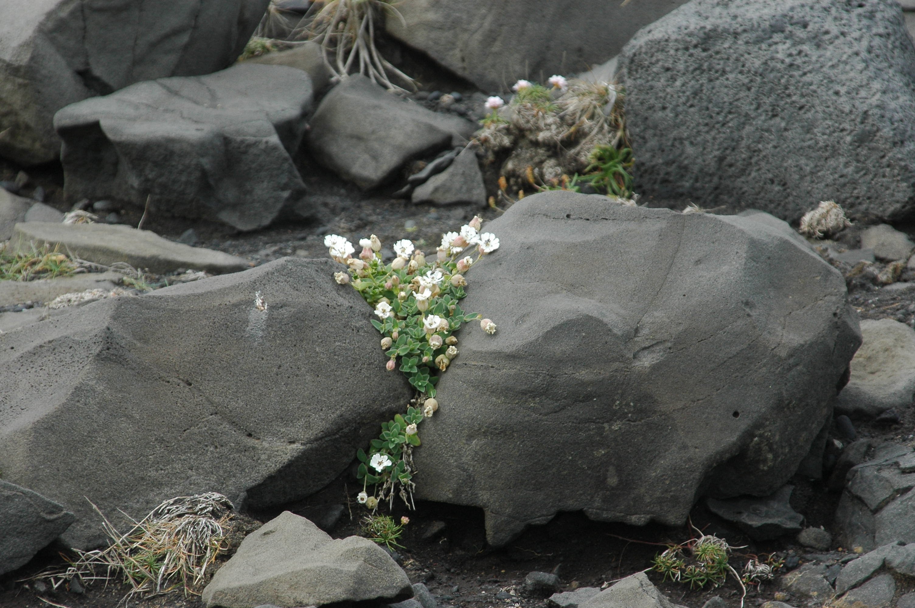 white clustered petal flower