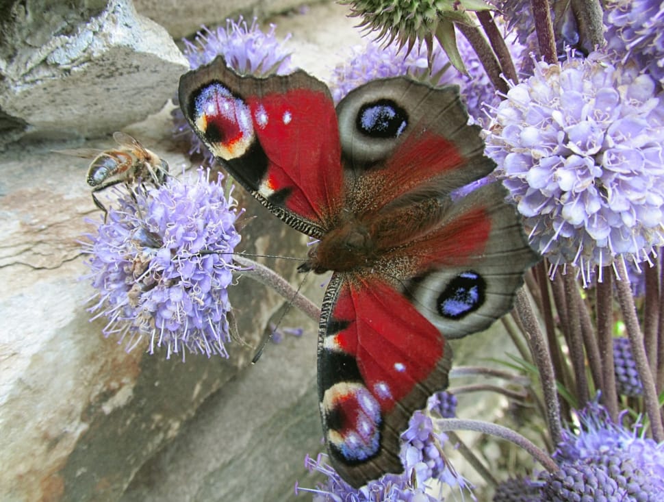 peacock butterfly preview