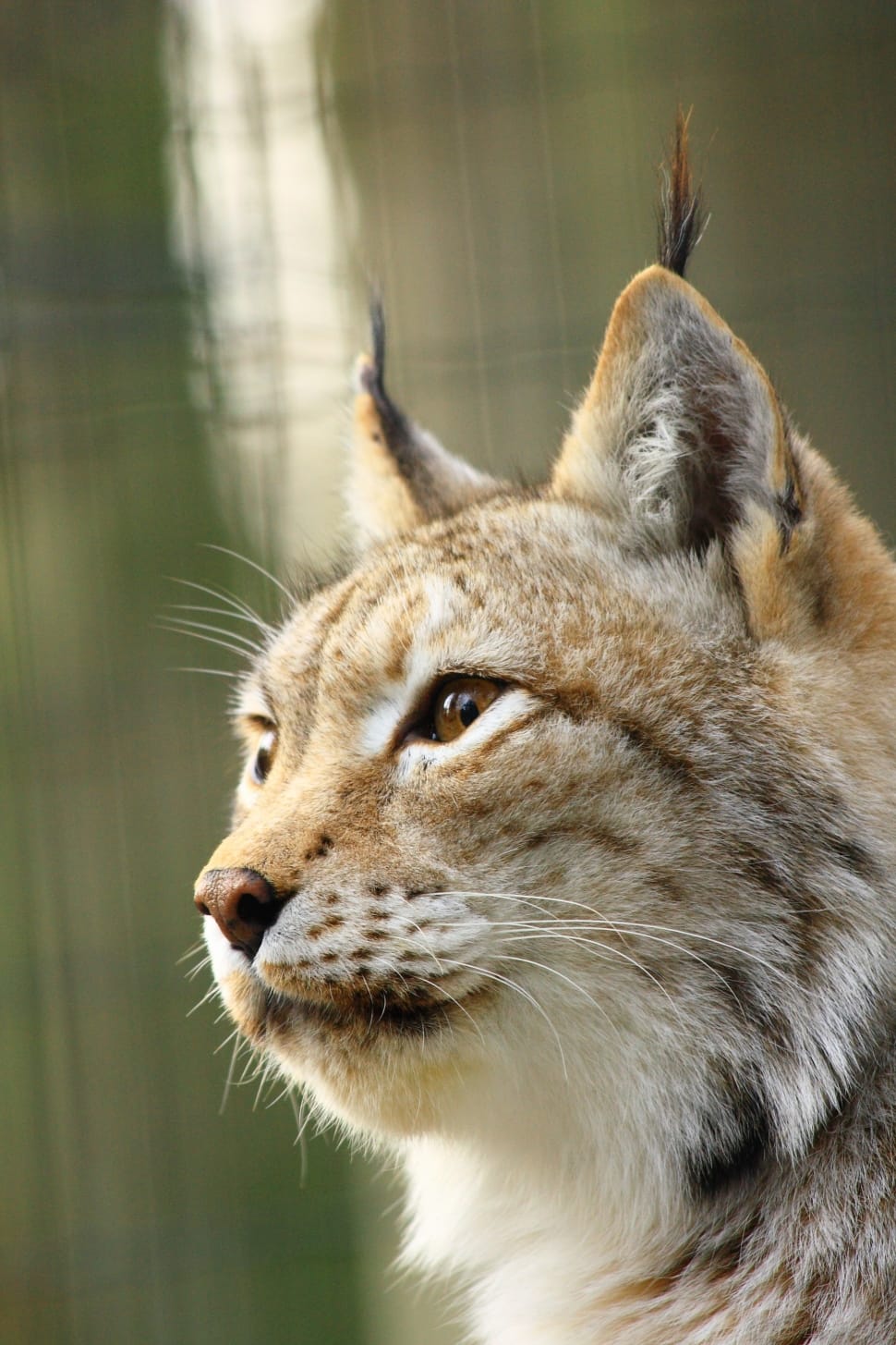 Lynx, Zoo Rostock, Face, one animal, animal wildlife preview
