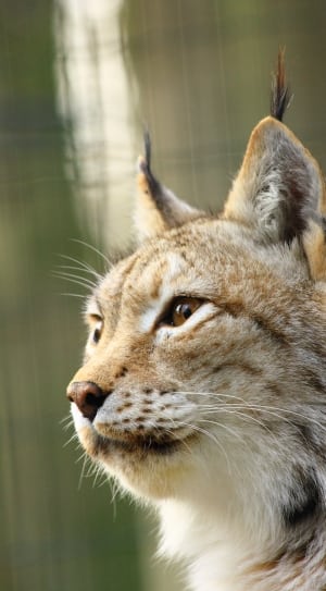 Lynx, Zoo Rostock, Face, one animal, animal wildlife thumbnail