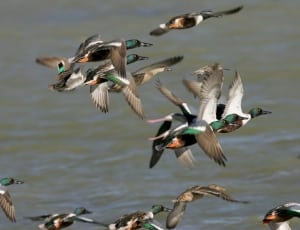 flock of mallard duck thumbnail