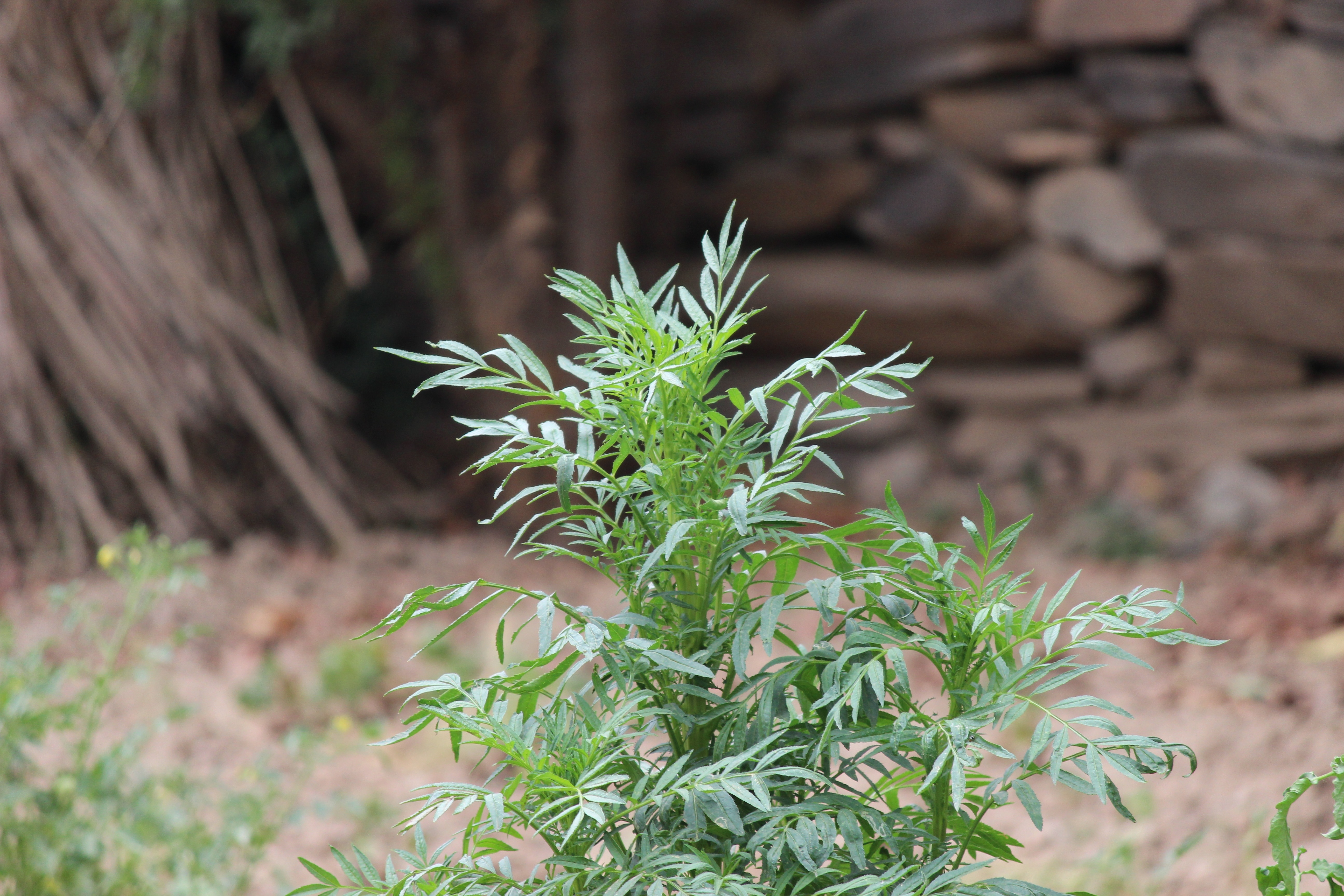 green outdoor plant