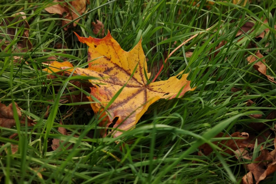 yellow maple leaf on green grass preview