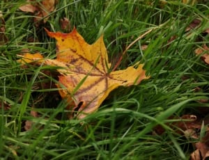 yellow maple leaf on green grass thumbnail