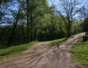 grey pathway and trees thumbnail