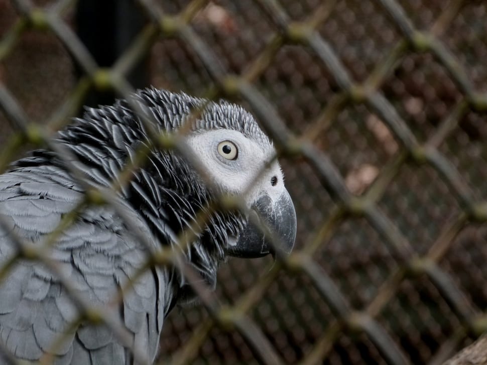 african gray parrot preview